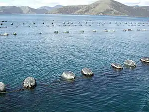 Élevage de moules en Nouvelle-Zélande, des balises flottantes portant des cordes à la surface de l'eau, avec une terre montagneuse en arrière plan.
