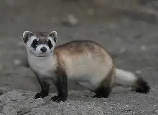 Mustela nigripes (Mustelidae)