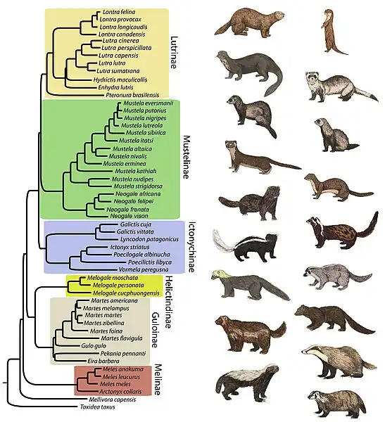 Arbre phylogénétique des Mustelidae. Contient 53 espèces de mustélidés.