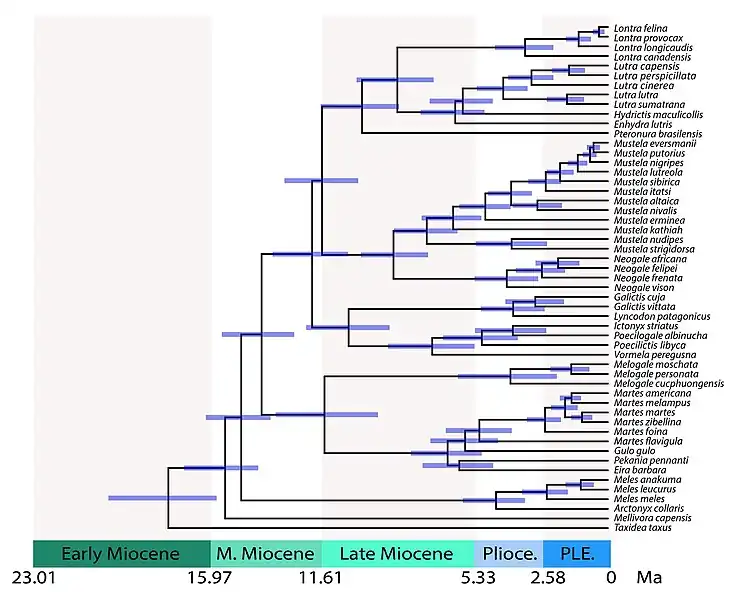 Arbre calibré dans le temps des Mustelidae montrant les temps de divergence entre les lignées. Les temps partagés incluent : 28,8 millions d'années (Ma) pour les mustélidés par rapport aux procyonidés ; 17,8 Ma pour les Taxidiinae ; 15,5 Ma pour les Mellivorinae ; 14,8 Ma pour Melinae ; 14,0 Ma pour Guloninae + Helictidinae ; 11,5 Ma pour Guloninae + Naquinae vs. Helictidinae ; 12,0 Ma pour les Ictonychines ; 11,6 Ma pour Lutrinae vs Mustelinae.