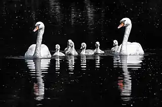 Famille de cygnes blancs