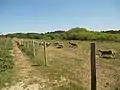 Le communal d'Écault, enclos pour moutons