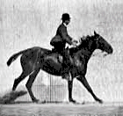 Saut d'un cavalier par Eadweard Muybridge, 1887.