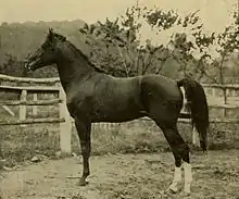 Vieille photo d'un cheval sombre vu de profil