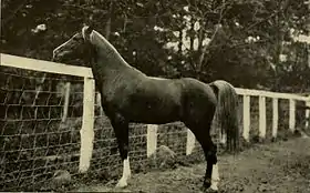Euphrates, un cheval arabe de lignée Saklawi.