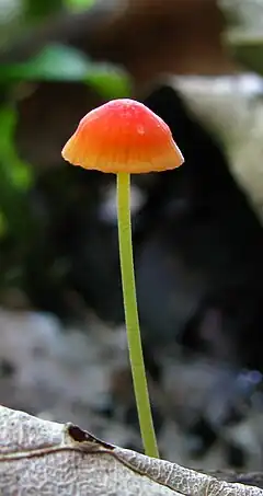 Photographie de Mycena acicula