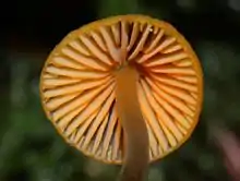 Photo couleur du chapeau à lamelles orangées et du pied brun d'un champignon vu de dessous, sur un fond flou sombre.