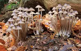 Description de l'image Mycena inclinata, Clustered Bonnet, UK.jpg.