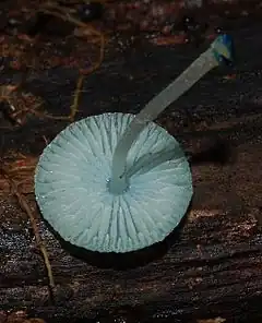 Description de l'image Mycena interrupta 44151.jpg.