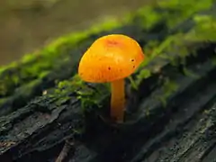 Photo couleur d'un champignon isolé.