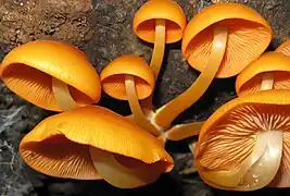 Photo couleur de plusieurs champignons semblant issus d'une seule souche.