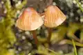 Cuticule pectinée(Mycena capillaripes)