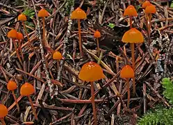 Photo couleur de champignons regroupés.