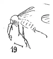 Mycetophila confusa 1937 N.Théobald éch M29 x3 p. 327 pl XXI Diptères du Stampien d'Aix-en-Provence.
