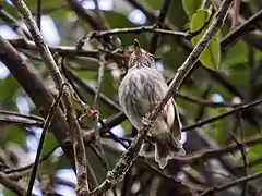 Description de l'image Myiornis albiventris - White-bellied Pygmy-Tyrant (cropped).jpg.