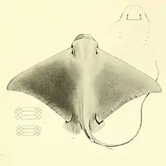 Description de l'image Myliobatis peruvianus GARMAN,1913.jpg.