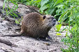 le Ragondin est parfois appelé Castor des marais (Myocastor coypus), mais n'est pas un castor. Il a la queue ronde.