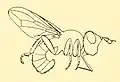 Myopa