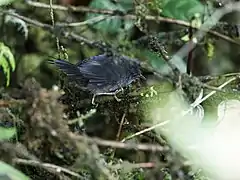 Description de l'image Myornis senilis - Ash-colored Tapaculo.jpg.