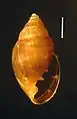 Myosotella myosotis Coquille avec trois dents du côté columellaire et deux du côté du labre. La barre mesure 1 mm