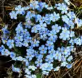 Myosotis en Sibérie orientale