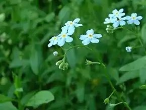 Myosotis des marais, Myosotis scorpioides