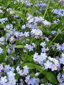 myosotis des marais