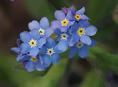 Fleur bleue du myosotis des bois