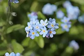 Inflorescences.