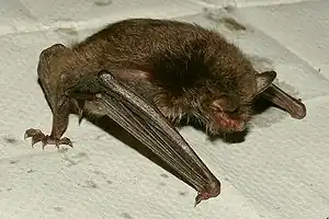 Photographie en couleurs d'une chauve-souris posée, ailes étalées.