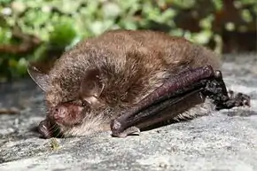 Photographie d'une chauve-souris brune accolée à un rocher.