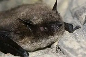 Photo d'un Murin de Brandt à fin de comparaison visuelle.