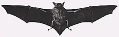 Description de l'image Myotis chiloensis.jpg.