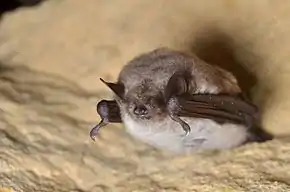 Photographie d'une petite chauve-souris brune au ventre blanc accrochée à un rocher.