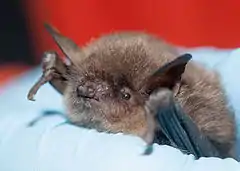 Description de l'image Myotis yumanensis (Yuma myotis) (11362476624).jpg.