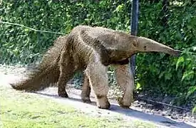 Tamanoir longeant un grillage devant une haie