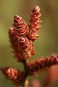 Chatons de la plante mâle