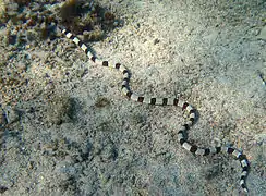 Myrichthys colubrinus, une « anguille-serpent » souvent prise à tort pour un serpent (ici à la Réunion)