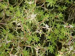 Myriophyllum