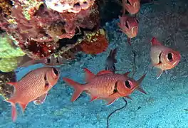 Un groupe de poissons-soldats à œillères (Myripristis murdjan)