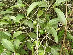 Description de l'image Myristica beddomei-1-chemungi hill-kerala-India.jpg.