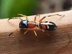 Description de cette image, également commentée ci-après