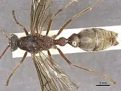 Description de l'image Myrmecia Auriventris 022013 casent0902789 d 1 high.jpg.