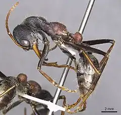 Description de l'image Myrmecia borealis 022013 Casent0902791 p 1 high.jpg.