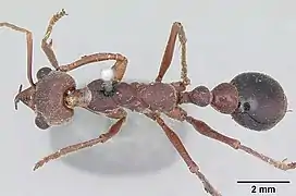 myrmecia