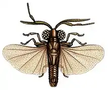 Myrmecolax nietneri (Myrmecolacidae)