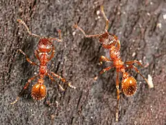 Description de l'image Myrmica-rubra-workers.jpg.