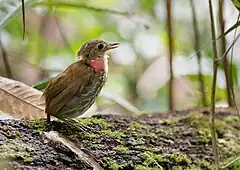 Description de l'image Myrmothera campanisona Thrush-like Antpitta; Manaus, Amazonas, Brazil.jpg.