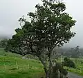 Pied de Myrsine guianensis dans une zone rurale (municipio de Maripí Boyacá, Colombie)