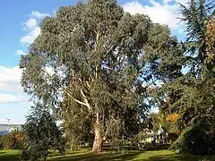 Description de l'image Myrtales - Eucalyptus dalrympleana 10.jpg.
